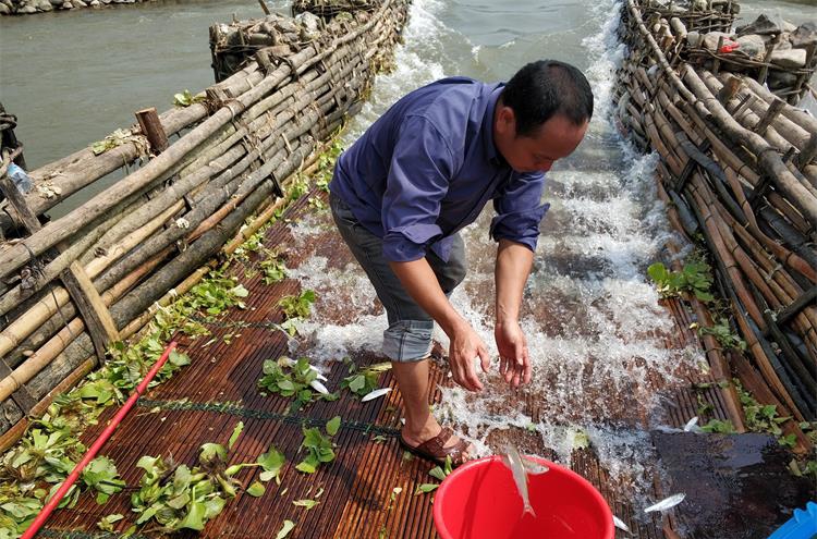 肖屋魚(yú)梁捕魚(yú)技藝_看圖王.jpg