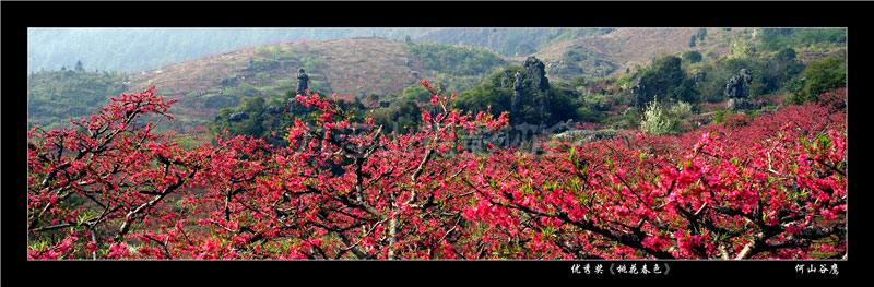 優(yōu)秀獎《桃花春色》何山谷鷹.jpg