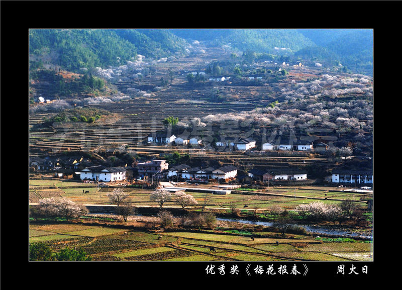 優(yōu)秀獎《梅花報春》周火日.jpg